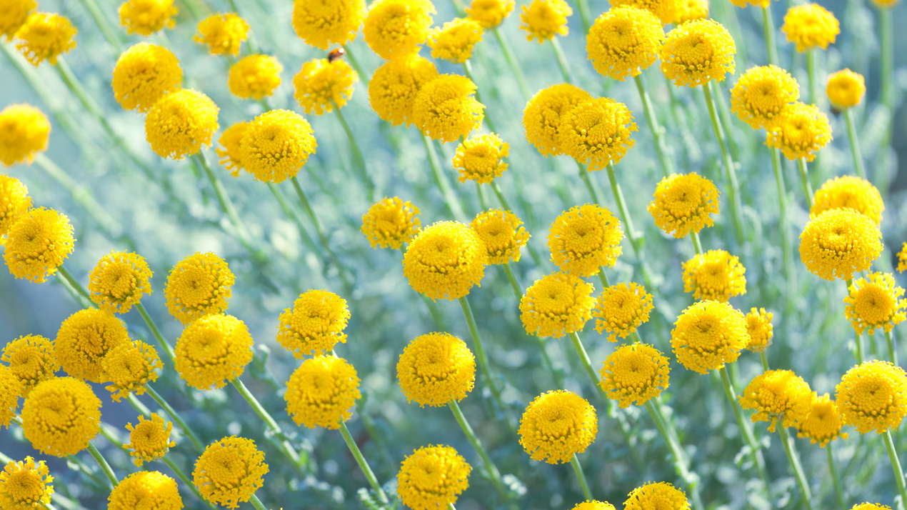 Malörtens små, runa, gula blommor och grågröna stjälkar.