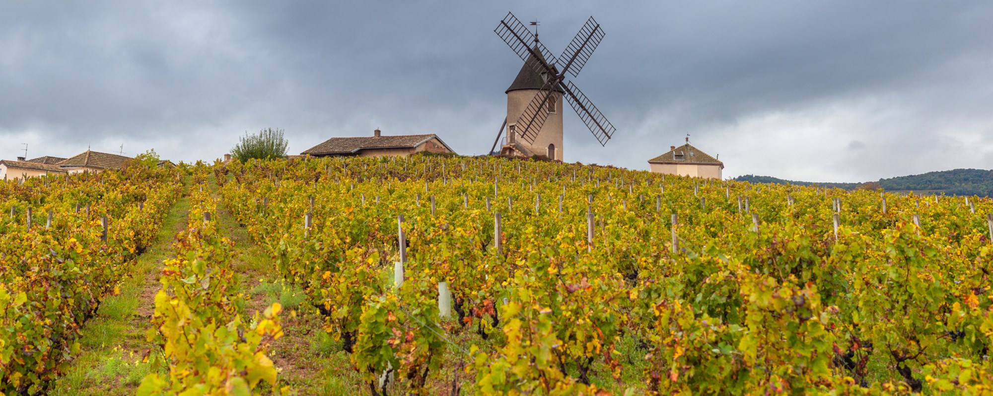 Vinodling i Beaujolais nära en berömd kulle med väderkvarn.