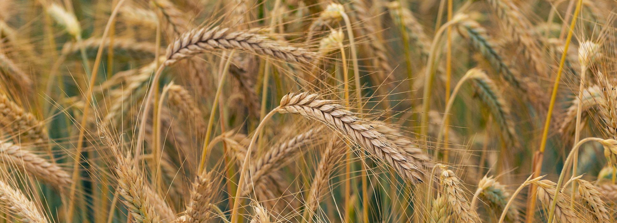 Glutenfri öl