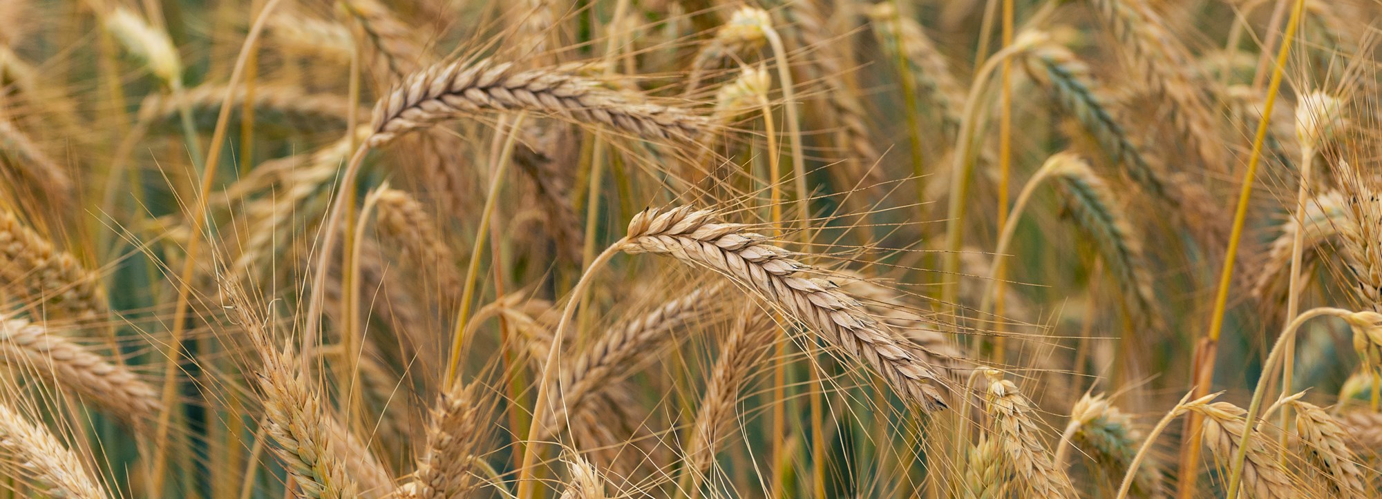  Glutenfri öl