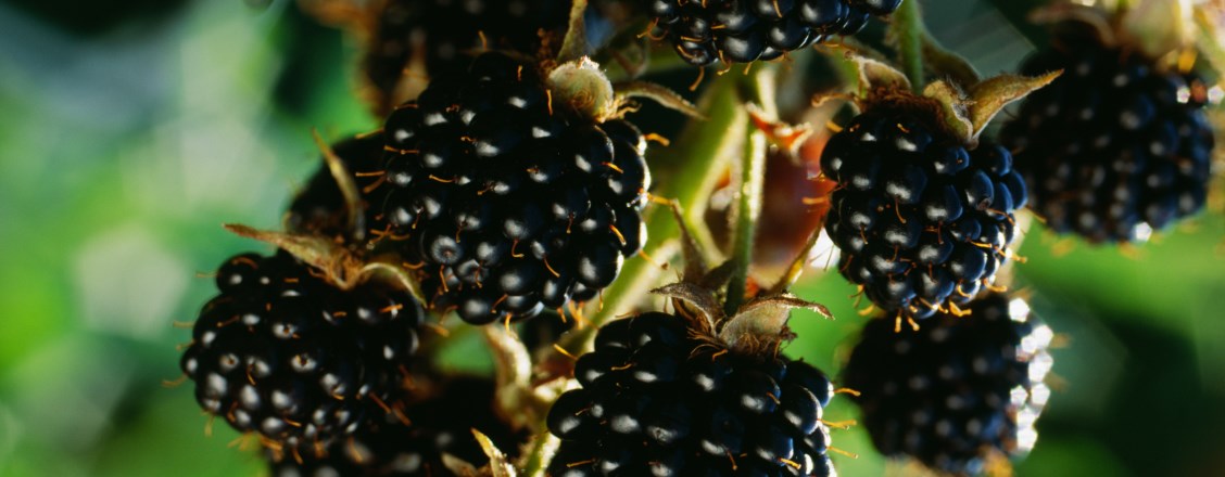 Berry smash
