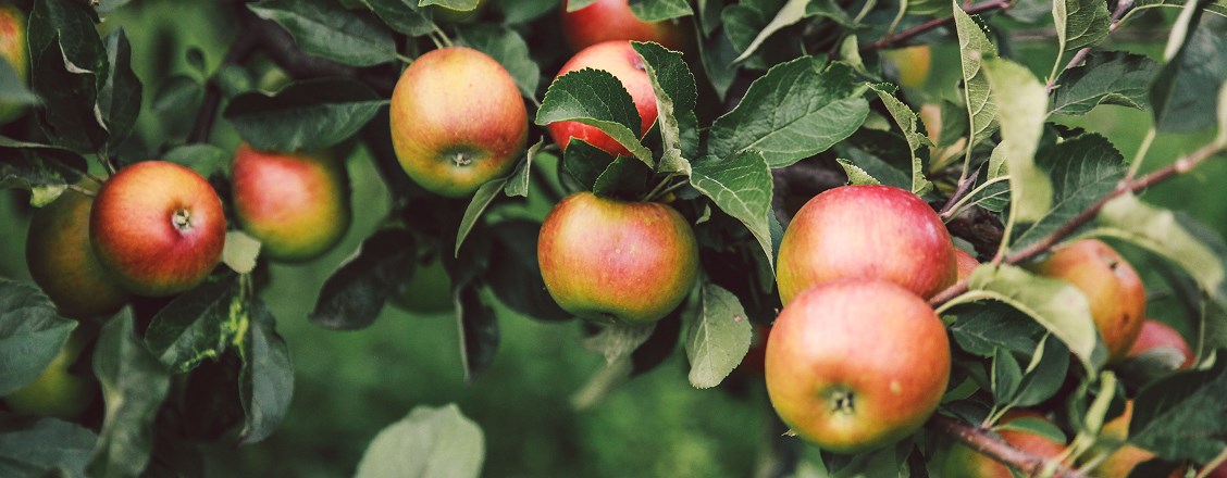 Canadian apple