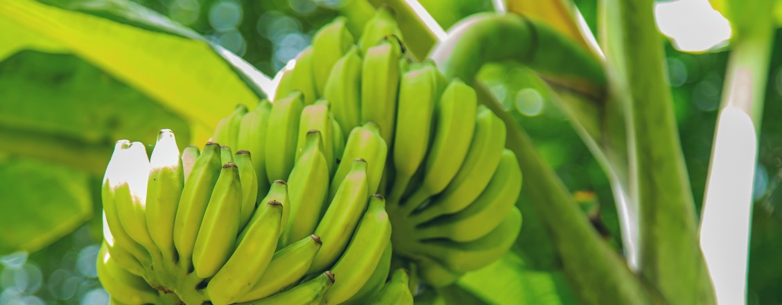 Virgin frozen banana daiquiri