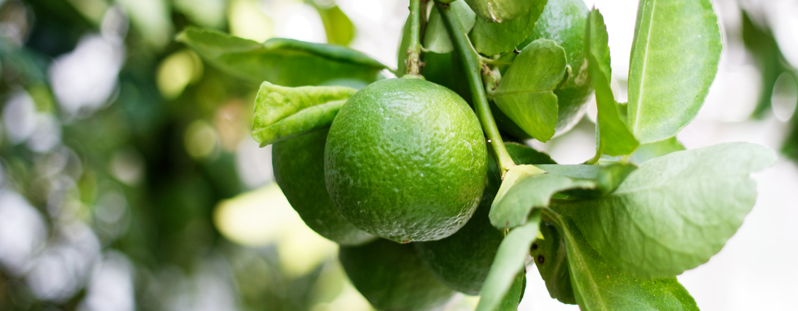 Alkoholfri TV2 – drinkrecept | Systembolaget