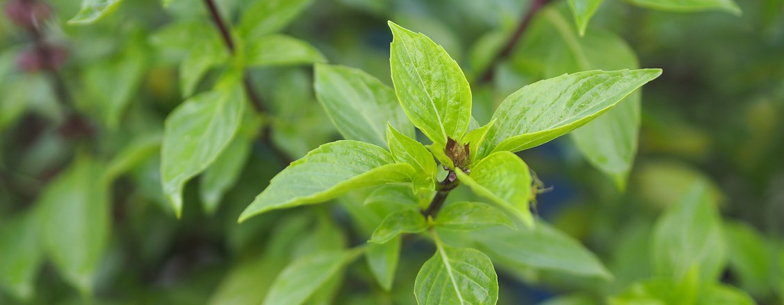 Alkoholfri thai basil