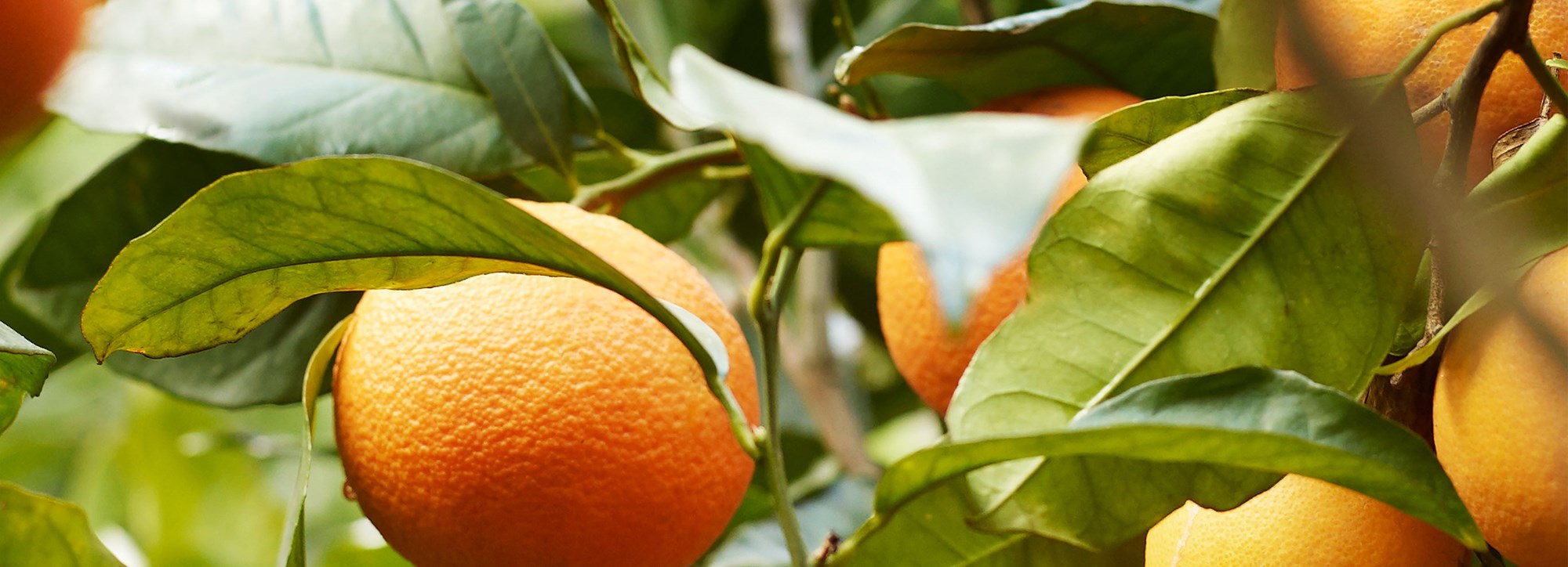 Alkoholfri variant av glubbel