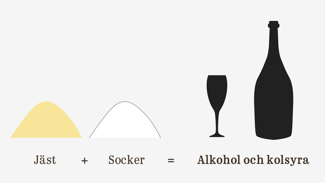 Jäst plus socker blir alkohol och kolsyra