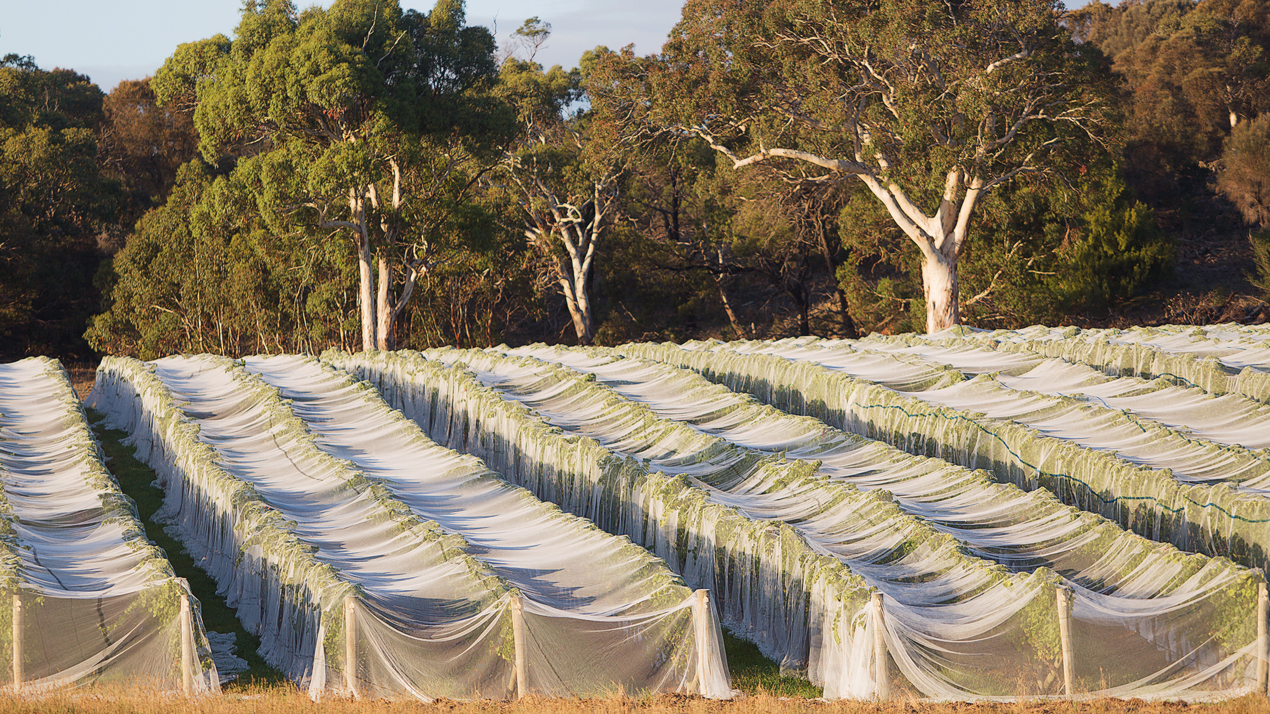 N&auml;tkl&auml;dd ving&aring;rd p&aring; Tasmanien. I bakgrunden syns eucalyptustr&auml;d. 